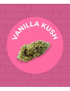 Une fleur de CBD Vanilla Kush