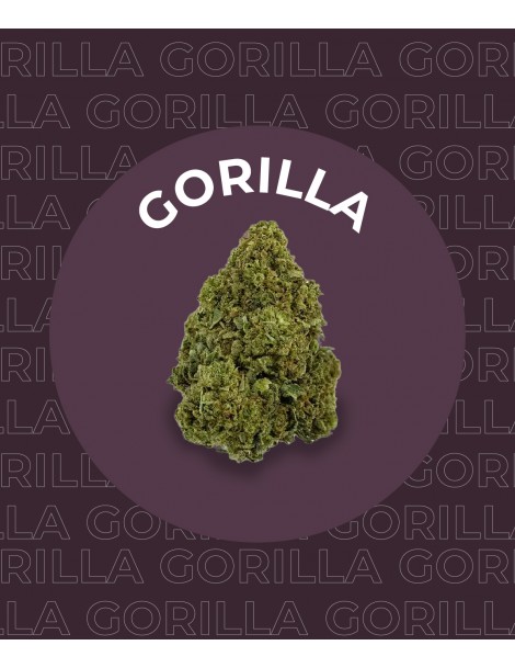 Une fleur de CBD Gorilla