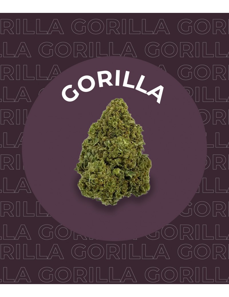 Une fleur de CBD Gorilla