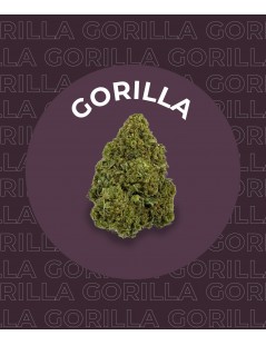 Une fleur de CBD Gorilla