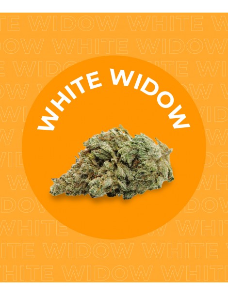 Une fleur de CBD WHITE WIDOW