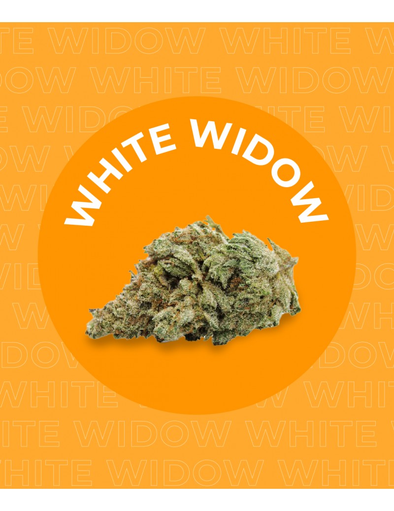 Une fleur de CBD WHITE WIDOW