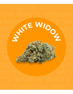 Une fleur de CBD WHITE WIDOW