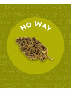 Une fleur de CBD No Way Outdoor