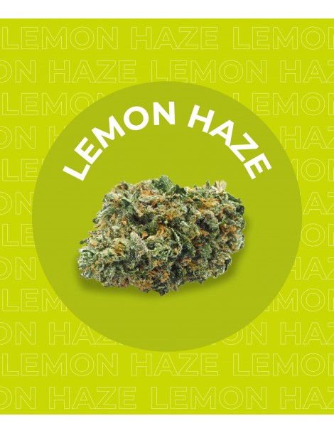 Une fleur de CBD Lemon Haze