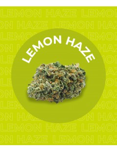 Une fleur de CBD Lemon Haze